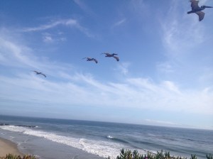 Pelikaner på campus.