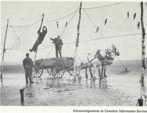 Den store tidevannsforskjellen i Bay of Fundy har gitt opphav til spesielle fiskemetoder. (Bilde fra Macmillans "Tides", 1966) 