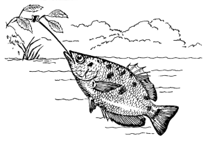 Skytterfisken. Bilde: Wikimedia Commons