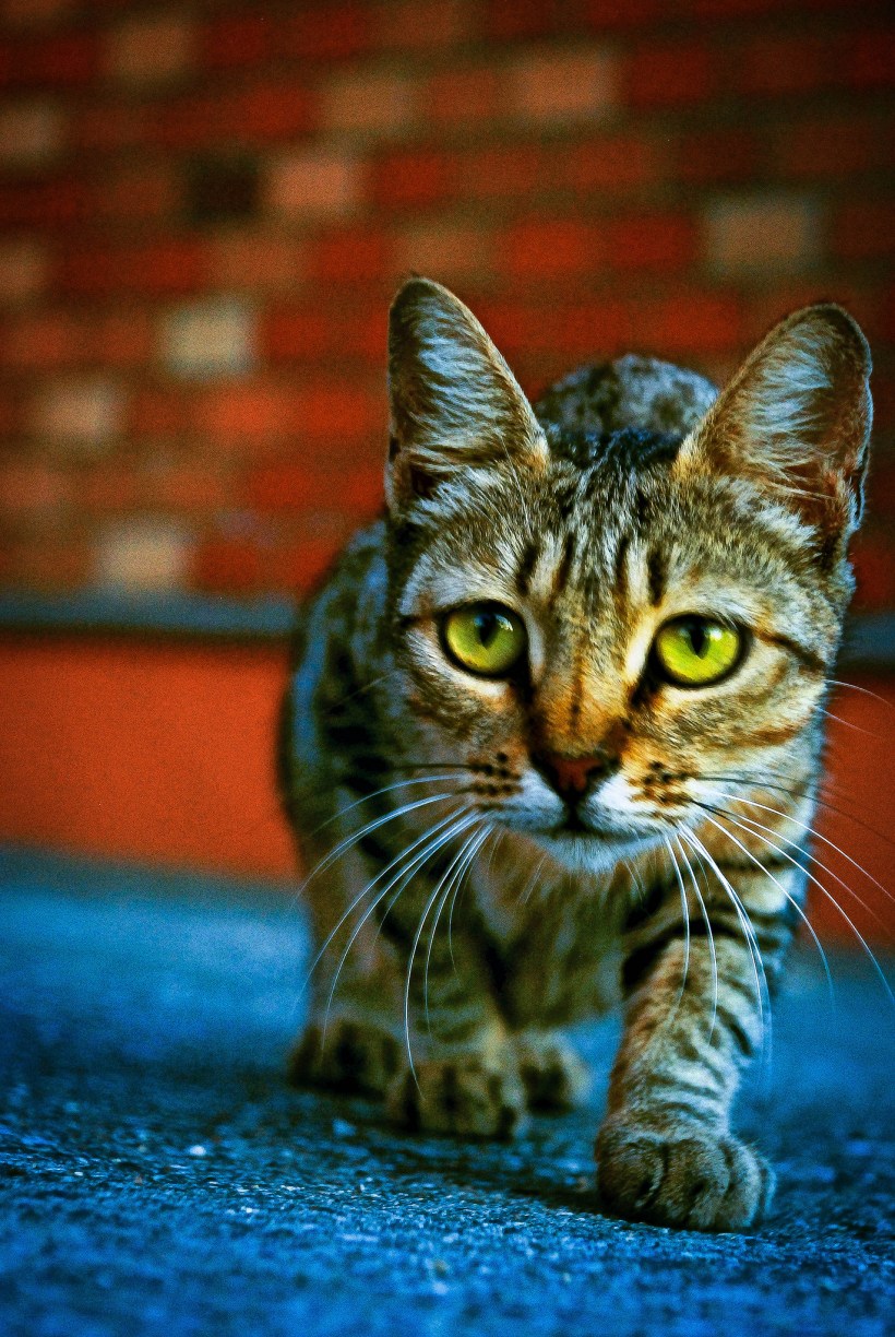 Bilde: Jimmy B/"somebody else's cat"/Flickr/CC license