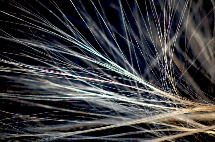 Statisk hår. Bilde: Torben Worm/"Electric hair"/Flickr/Cc license